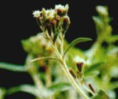 stevia