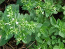 stevia
