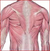 back exercise