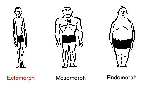 Body Types Chart