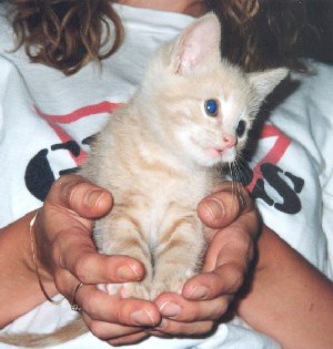 baby pumpkin