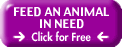 feed the animals